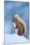 Red Squirrel (Sciurus Vulgaris) Adult in Snow, Cairngorms National Park, Scotland, UK, February-Mark Hamblin-Mounted Photographic Print