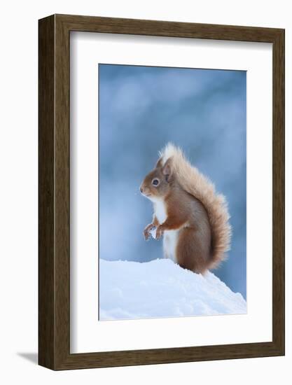 Red Squirrel (Sciurus Vulgaris) Adult in Snow, Cairngorms National Park, Scotland, UK, February-Mark Hamblin-Framed Photographic Print