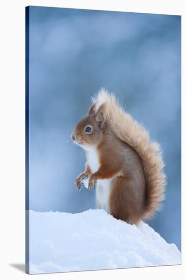 Red Squirrel (Sciurus Vulgaris) Adult in Snow, Cairngorms National Park, Scotland, UK, February-Mark Hamblin-Stretched Canvas