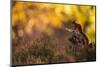 Red squirrel (Sciurus vulgaris) and autumnal colours, Cairngorms National Park, Scotland, United Ki-Kevin Morgans-Mounted Photographic Print
