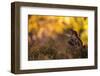 Red squirrel (Sciurus vulgaris) and autumnal colours, Cairngorms National Park, Scotland, United Ki-Kevin Morgans-Framed Premium Photographic Print