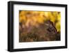 Red squirrel (Sciurus vulgaris) and autumnal colours, Cairngorms National Park, Scotland, United Ki-Kevin Morgans-Framed Premium Photographic Print