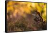 Red squirrel (Sciurus vulgaris) and autumnal colours, Cairngorms National Park, Scotland, United Ki-Kevin Morgans-Framed Stretched Canvas