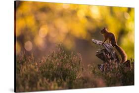 Red squirrel (Sciurus vulgaris) and autumnal colours, Cairngorms National Park, Scotland, United Ki-Kevin Morgans-Stretched Canvas