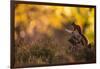 Red squirrel (Sciurus vulgaris) and autumnal colours, Cairngorms National Park, Scotland, United Ki-Kevin Morgans-Framed Photographic Print