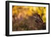 Red squirrel (Sciurus vulgaris) and autumnal colours, Cairngorms National Park, Scotland, United Ki-Kevin Morgans-Framed Photographic Print