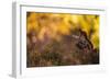 Red squirrel (Sciurus vulgaris) and autumnal colours, Cairngorms National Park, Scotland, United Ki-Kevin Morgans-Framed Photographic Print