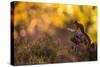 Red squirrel (Sciurus vulgaris) and autumnal colours, Cairngorms National Park, Scotland, United Ki-Kevin Morgans-Stretched Canvas