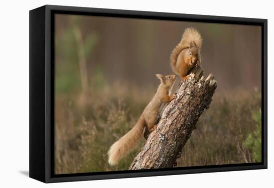 Red Squirrel (Sciurus Vulgaris) Approaching Another as it Eats a Nut, Cairngorms Np, Scotland-Peter Cairns-Framed Stretched Canvas