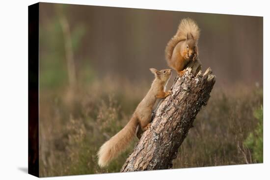 Red Squirrel (Sciurus Vulgaris) Approaching Another as it Eats a Nut, Cairngorms Np, Scotland-Peter Cairns-Stretched Canvas