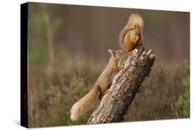 Red Squirrel (Sciurus Vulgaris) Approaching Another as it Eats a Nut, Cairngorms Np, Scotland-Peter Cairns-Stretched Canvas