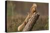 Red Squirrel (Sciurus Vulgaris) Approaching Another as it Eats a Nut, Cairngorms Np, Scotland-Peter Cairns-Stretched Canvas