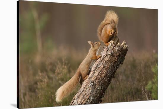 Red Squirrel (Sciurus Vulgaris) Approaching Another as it Eats a Nut, Cairngorms Np, Scotland-Peter Cairns-Stretched Canvas