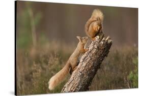 Red Squirrel (Sciurus Vulgaris) Approaching Another as it Eats a Nut, Cairngorms Np, Scotland-Peter Cairns-Stretched Canvas