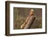 Red Squirrel (Sciurus Vulgaris) Approaching Another as it Eats a Nut, Cairngorms Np, Scotland-Peter Cairns-Framed Premium Photographic Print