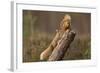 Red Squirrel (Sciurus Vulgaris) Approaching Another as it Eats a Nut, Cairngorms Np, Scotland-Peter Cairns-Framed Photographic Print