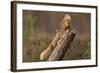 Red Squirrel (Sciurus Vulgaris) Approaching Another as it Eats a Nut, Cairngorms Np, Scotland-Peter Cairns-Framed Photographic Print