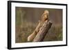 Red Squirrel (Sciurus Vulgaris) Approaching Another as it Eats a Nut, Cairngorms Np, Scotland-Peter Cairns-Framed Photographic Print