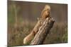 Red Squirrel (Sciurus Vulgaris) Approaching Another as it Eats a Nut, Cairngorms Np, Scotland-Peter Cairns-Mounted Photographic Print