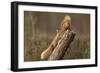 Red Squirrel (Sciurus Vulgaris) Approaching Another as it Eats a Nut, Cairngorms Np, Scotland-Peter Cairns-Framed Photographic Print