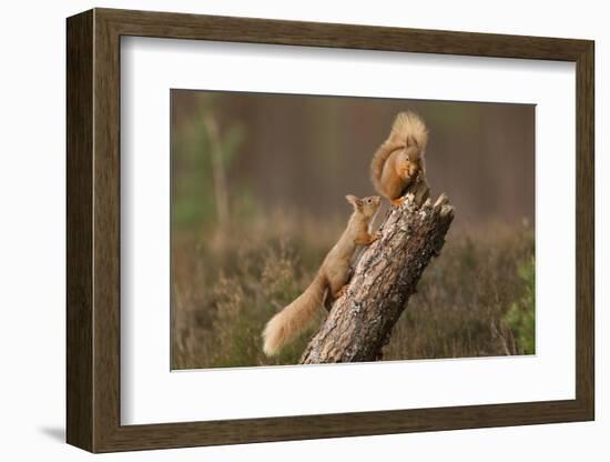 Red Squirrel (Sciurus Vulgaris) Approaching Another as it Eats a Nut, Cairngorms Np, Scotland-Peter Cairns-Framed Photographic Print