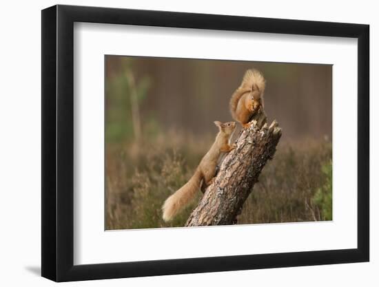 Red Squirrel (Sciurus Vulgaris) Approaching Another as it Eats a Nut, Cairngorms Np, Scotland-Peter Cairns-Framed Photographic Print