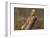 Red Squirrel (Sciurus Vulgaris) Approaching Another as it Eats a Nut, Cairngorms Np, Scotland-Peter Cairns-Framed Photographic Print