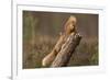 Red Squirrel (Sciurus Vulgaris) Approaching Another as it Eats a Nut, Cairngorms Np, Scotland-Peter Cairns-Framed Photographic Print