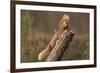 Red Squirrel (Sciurus Vulgaris) Approaching Another as it Eats a Nut, Cairngorms Np, Scotland-Peter Cairns-Framed Photographic Print