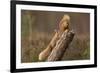 Red Squirrel (Sciurus Vulgaris) Approaching Another as it Eats a Nut, Cairngorms Np, Scotland-Peter Cairns-Framed Photographic Print