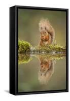 Red Squirrel (Sciurus Vulgaris) at Woodland Pool, Feeding on Nut, Scotland, UK, November-Mark Hamblin-Framed Stretched Canvas