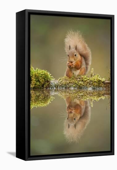 Red Squirrel (Sciurus Vulgaris) at Woodland Pool, Feeding on Nut, Scotland, UK, November-Mark Hamblin-Framed Stretched Canvas