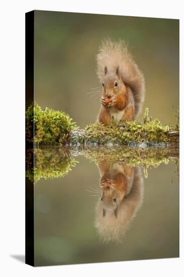 Red Squirrel (Sciurus Vulgaris) at Woodland Pool, Feeding on Nut, Scotland, UK, November-Mark Hamblin-Stretched Canvas