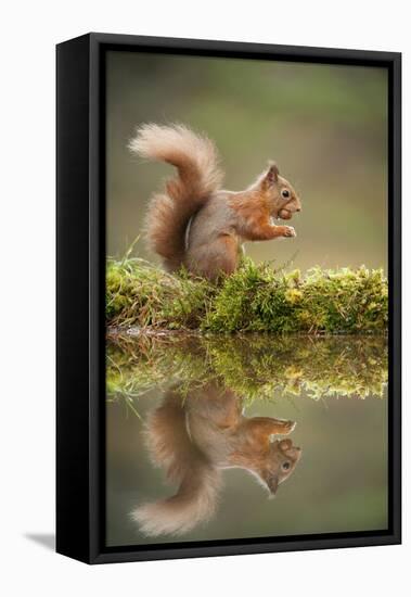 Red Squirrel (Sciurus Vulgaris) at Woodland Pool, Feeding on Nut, Scotland, UK, November-Mark Hamblin-Framed Stretched Canvas