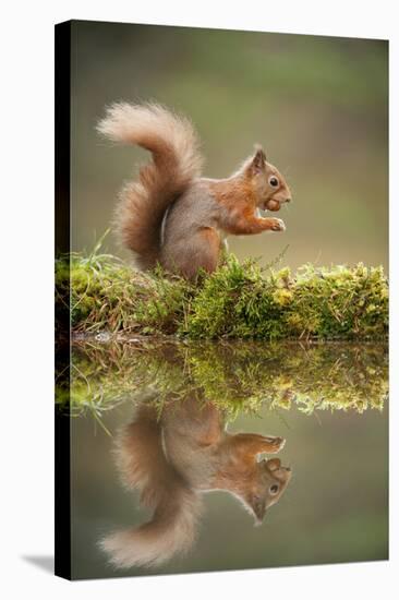 Red Squirrel (Sciurus Vulgaris) at Woodland Pool, Feeding on Nut, Scotland, UK, November-Mark Hamblin-Stretched Canvas
