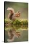 Red Squirrel (Sciurus Vulgaris) at Woodland Pool, Feeding on Nut, Scotland, UK, November-Mark Hamblin-Stretched Canvas