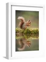 Red Squirrel (Sciurus Vulgaris) at Woodland Pool, Feeding on Nut, Scotland, UK, November-Mark Hamblin-Framed Photographic Print