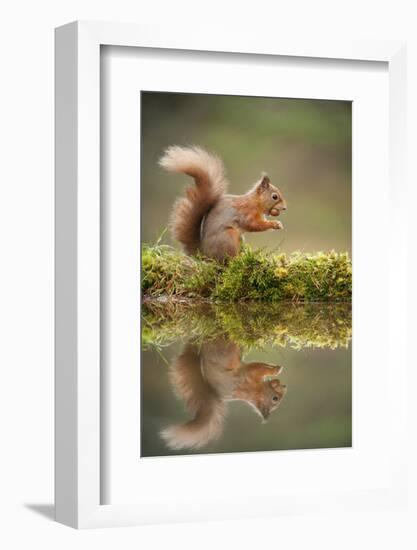 Red Squirrel (Sciurus Vulgaris) at Woodland Pool, Feeding on Nut, Scotland, UK, November-Mark Hamblin-Framed Photographic Print