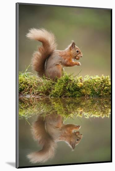 Red Squirrel (Sciurus Vulgaris) at Woodland Pool, Feeding on Nut, Scotland, UK, November-Mark Hamblin-Mounted Photographic Print