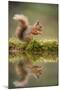 Red Squirrel (Sciurus Vulgaris) at Woodland Pool, Feeding on Nut, Scotland, UK, November-Mark Hamblin-Mounted Photographic Print
