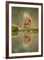 Red Squirrel (Sciurus Vulgaris) at Woodland Pool, Feeding on Nut, Scotland, UK, November-Mark Hamblin-Framed Photographic Print