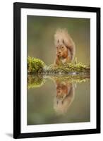 Red Squirrel (Sciurus Vulgaris) at Woodland Pool, Feeding on Nut, Scotland, UK, November-Mark Hamblin-Framed Photographic Print