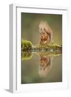 Red Squirrel (Sciurus Vulgaris) at Woodland Pool, Feeding on Nut, Scotland, UK, November-Mark Hamblin-Framed Photographic Print