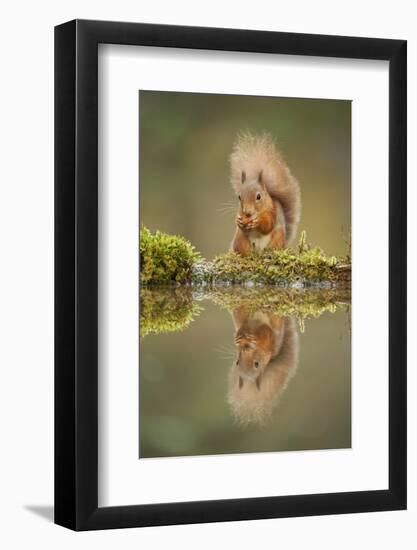 Red Squirrel (Sciurus Vulgaris) at Woodland Pool, Feeding on Nut, Scotland, UK, November-Mark Hamblin-Framed Photographic Print