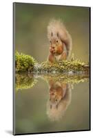 Red Squirrel (Sciurus Vulgaris) at Woodland Pool, Feeding on Nut, Scotland, UK, November-Mark Hamblin-Mounted Photographic Print