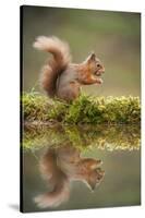 Red Squirrel (Sciurus Vulgaris) at Woodland Pool, Feeding on Nut, Scotland, UK, November-Mark Hamblin-Stretched Canvas