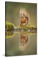 Red Squirrel (Sciurus Vulgaris) at Woodland Pool, Feeding on Nut, Scotland, UK, November-Mark Hamblin-Stretched Canvas