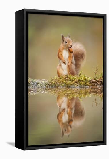 Red Squirrel (Sciurus Vulgaris) at Woodland Pool, Feeding on Nut, Scotland, UK-Mark Hamblin-Framed Stretched Canvas