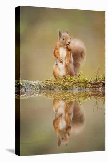 Red Squirrel (Sciurus Vulgaris) at Woodland Pool, Feeding on Nut, Scotland, UK-Mark Hamblin-Stretched Canvas