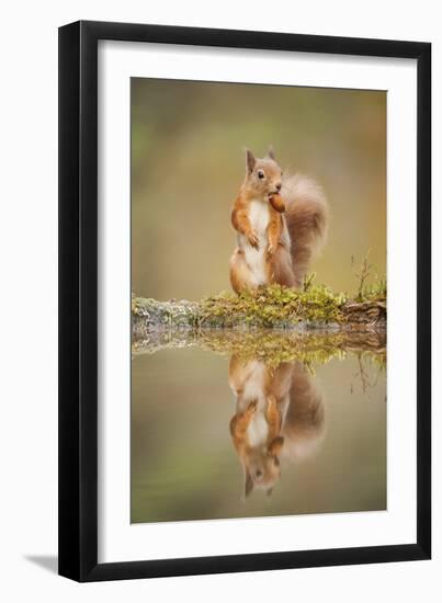 Red Squirrel (Sciurus Vulgaris) at Woodland Pool, Feeding on Nut, Scotland, UK-Mark Hamblin-Framed Premium Photographic Print